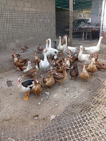 агенство ош: Утки — 6