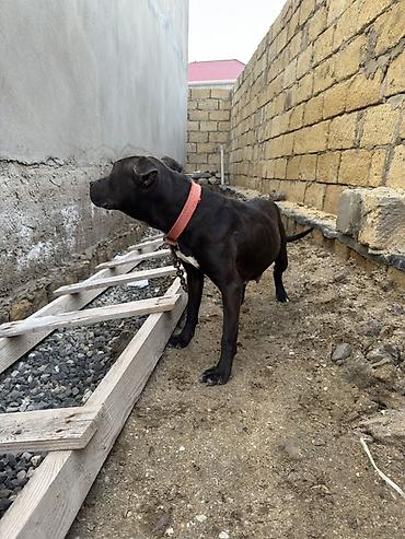 İtlər: Pitbul, 1 il, Dişi, Peyvəndli — 9