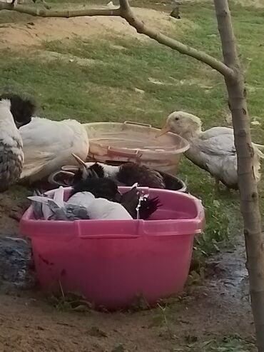 Ördəklər: Ev şəraitində bəslənən ördəklər - Növ: məişət üçün saxlanılan — 7