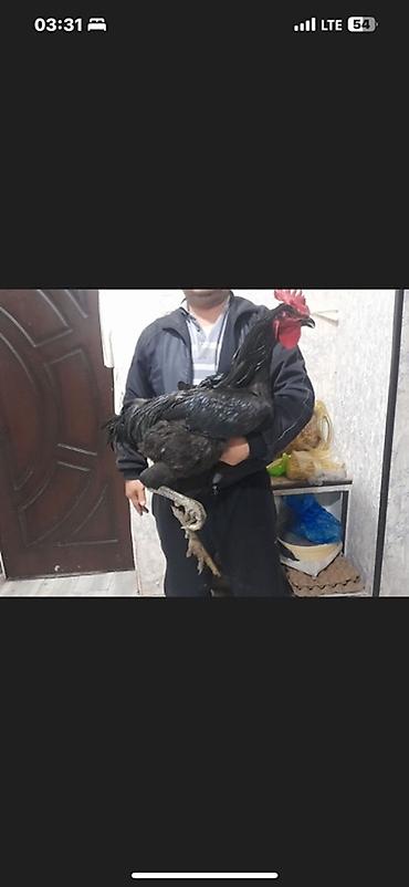 Куры, петухи: Продаю | Куры, Петух, Цыплята | Для разведения — 1