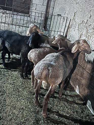 кролик цена живой: Продаю | Баран (самец) | Арашан | Для разведения — 2
