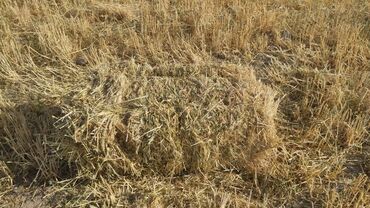 зерно ячмень: Салома ячьмен саман тюк тук с доставкой