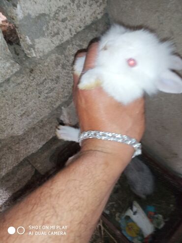 Dovşanlar: Dovşan karlik dovşanlar balalar 1 aylığ Krolik karlik zayciki Aslan — 4