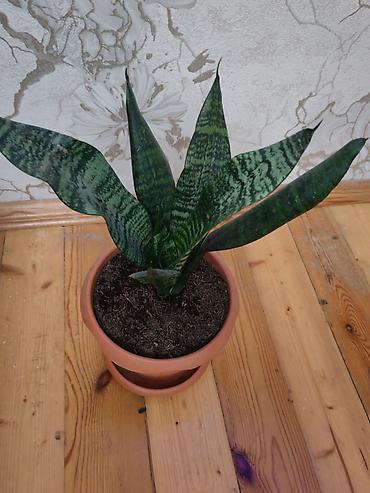 Комнатные растения: Sansevieria (Qayın dili) – otaq bitkisi, gil rəngli dibçək və — 4