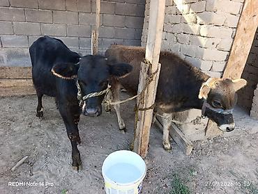 кошки даром ош: Продаю | Бык (самец) | Алатауская | Для молока — 4