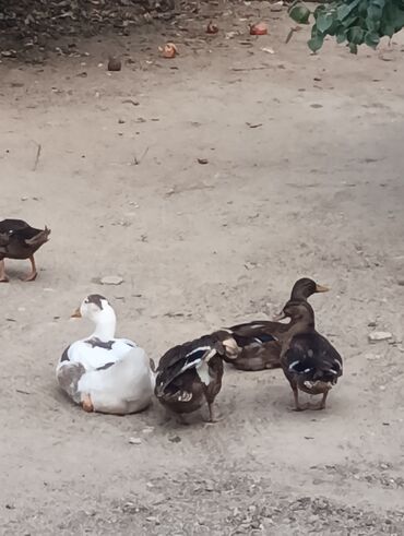 Ördəklər: Məhsul: Ev quşları – ördəklər (qrup halında) Təsvir: - Şəkillərdə — 5