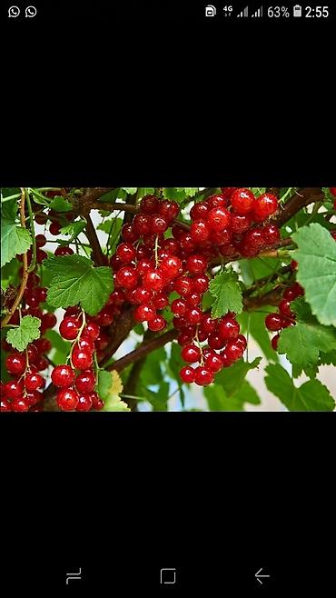 Другие виды семян и саженцев: Продаём саженцы смородины алтайский местный .(обмен есть рассмотрим — 19