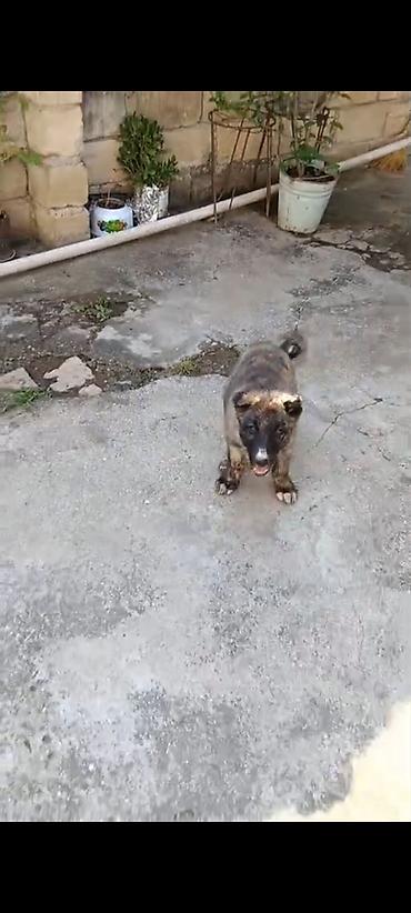 it kanqal: Kanqal, 3 ay, Erkək, Peyvəndli — 3