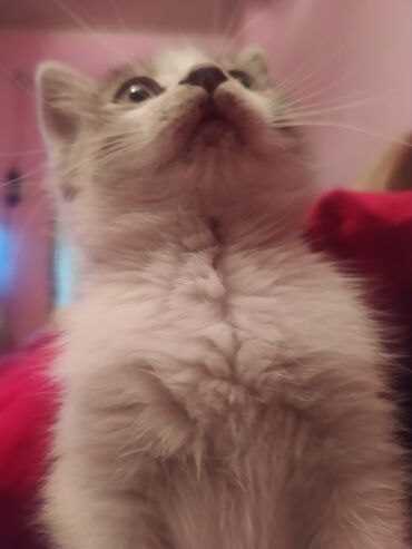 İdman velosipedləri: Dağ velosipedi 29" — 10