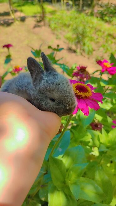 dovşan reks: Кролики