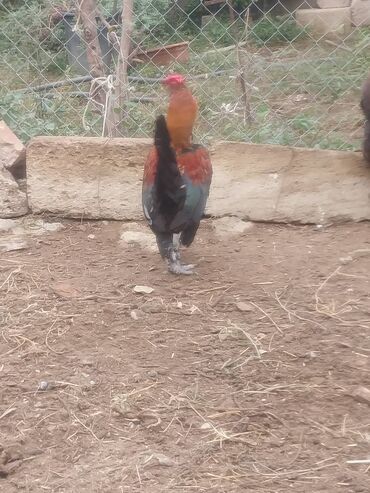 джек рассел терьер сколько стоит: Yoponka çütù 50 azn