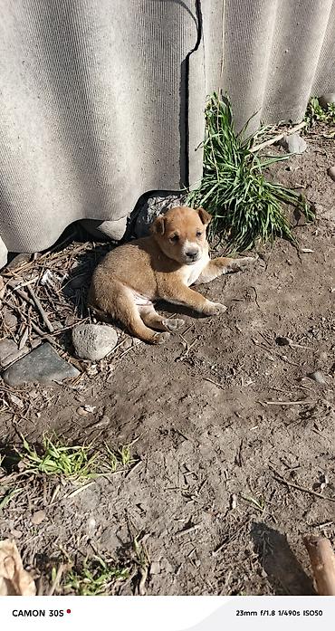 Отдам даром собаку: Отдам щенков Особенности: - шерсть плотная, короткая, легко — 2
