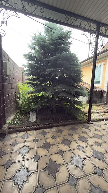 Голубая ель (вероятно, ель колючая ‘Glauca’), выращенная в частном