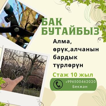 продажа деревьев: Алма Өрүк Алча баардык түрүн бутайбыз стаж 13 жыл. Обрезка деревьев