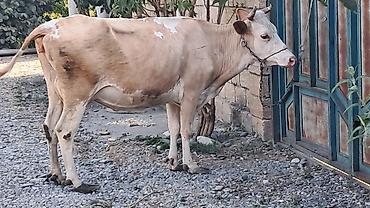 Inəklər, öküzlər: Dişi, Simental, il: 3, 450 kq — 12