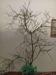 купить маленький аквариум: Продаю комнатное растение ( молочай тирукалли или карандашный