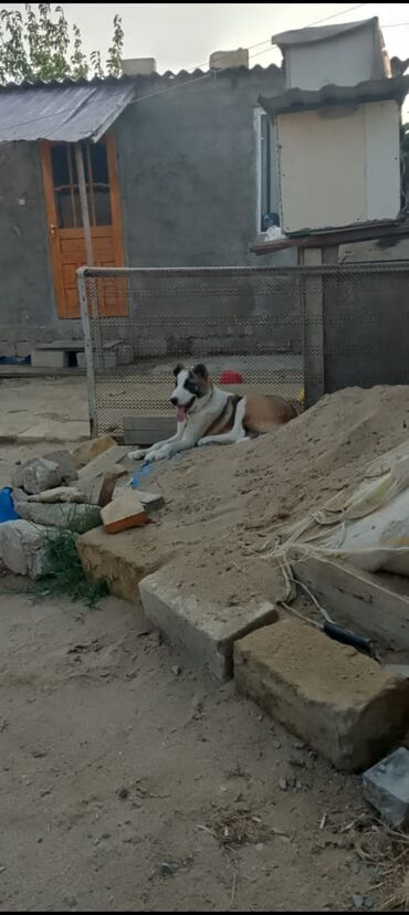 İtlər: Alman çoban iti, 4 ay, Dişi, Ünvandan götürmə