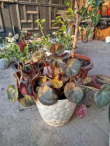 Другие товары для дома и сада: Продается цветы разных видов. Цена от 25сом до 5000тыс сом. В наличии — 10