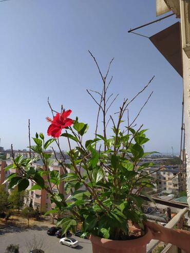 Köhnə tikili: Bakı, 3 otaqlı, Köhnə tikili, m. Neftçilər, 90 kv. m — 22