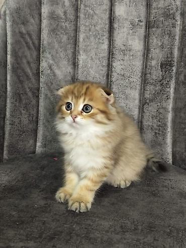 Кошки: Шотландская вислоухая — 2