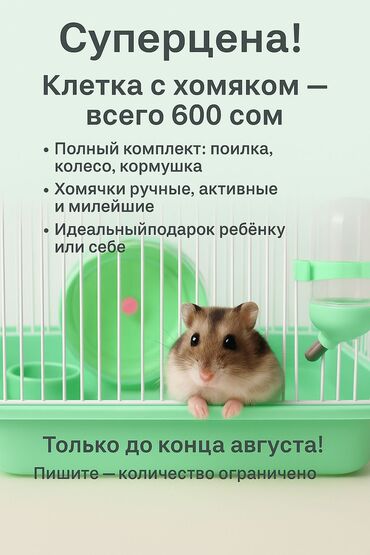 купить ежика бишкек: 🐹 ХОМЯК + КЛЕТКА ВСЕГО ЗА 600 СОМ! 🔥 Нереально низкая цена — всё