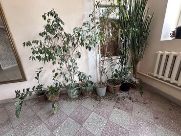 Другая коммерческая недвижимость: Участок ID: 984788 🔥 Уникальное предложение: 11 соток с — 6