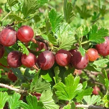 сладкая кукуруза семена: Семена и саженцы