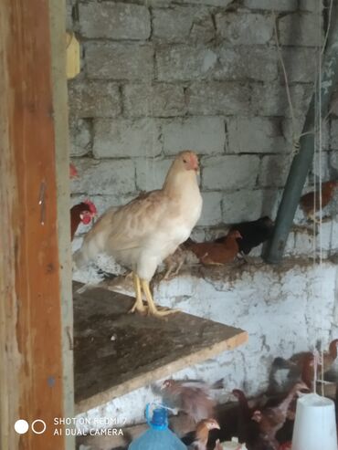 Cücələr: Toyuq cücələri, Damazlıq — 12