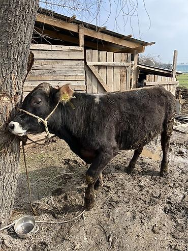 Коровы, быки: Продаю | Бык (самец) | Швицкая | На откорм | Привязанные — 1