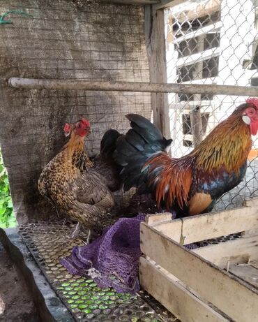 объявления о пропаже животных: Срочно продам