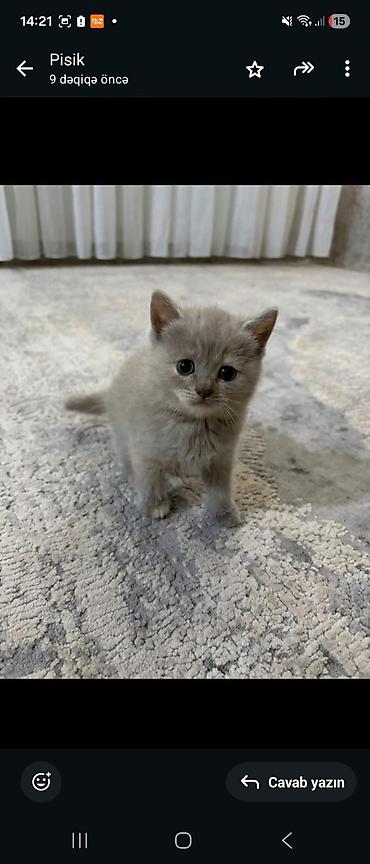 Pişiklər: Şinşilla — 9