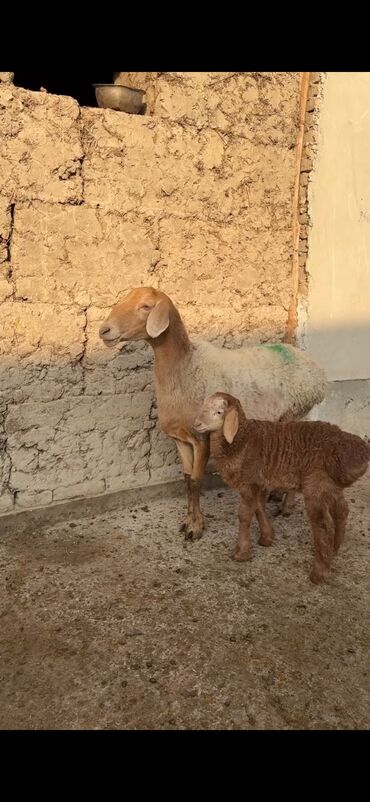 Qoyunlar, qoçlar: Qoyun ana bala ilə - Növ: Yerli cins quzu ilə ana qoyun - Ana -da lalafo.az — 3 Qoyunlar, qoçlar: Qoyun ana bala ilə - Növ: Yerli cins quzu ilə ana qoyun - Ana — 3