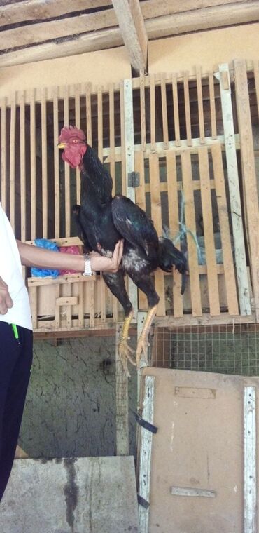 Heyratı Xoruz Şana.1 Yaşın İçindədir.Sağlamdır Döyüşdürməmişəm!