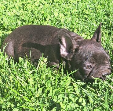 Psi: Prelepi štenci francuskog buldoga na prodaju. Očišćeni od parazita i na lalafo.rs — 18 Psi: Prelepi štenci francuskog buldoga na prodaju. Očišćeni od parazita i — 18