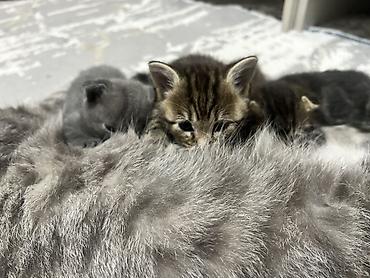 кошка золотая шиншила: Очаровательные котята мама вислоухи - Окрас котят: тигровый табби и — 1