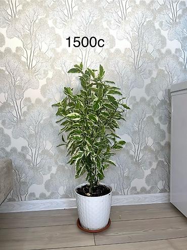 высокий кактус: Пендилантус -высота140см — 5
