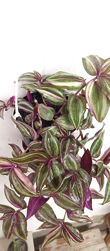 bitki guli: Asma saksıda Tradescantia zebrina Benovseyi qolaqli sarmasiq uzanır — 3