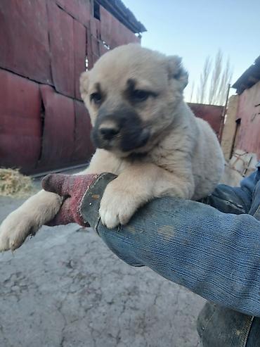 Продажа собак: Щенки Алабай Две большие по 8000 остальные по 6000?рас: палевый с — 1