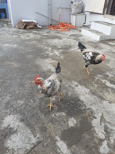 Toyuq, Damazlıq