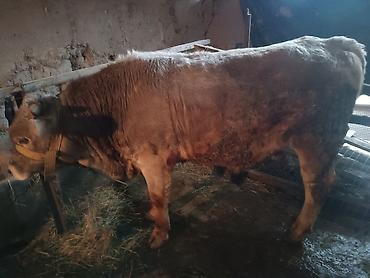 Коровы, быки: Продаю | Бык (самец) | Швицкая — 2