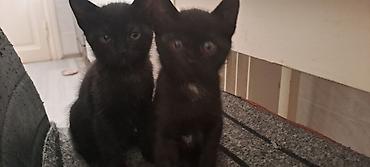 Кошки: Котята в добрые руки к лотку приучены кушают самостоятельно — 2