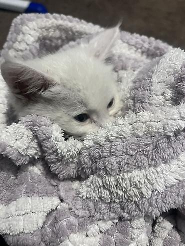 котик белый: Кошка даром: Беспородная, 1 месяц, Мальчик — 5