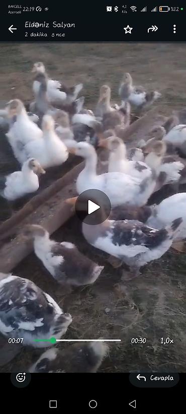 kənd toyuq: 2 ayliq yerli qaz balalari satilir və ya yumurtaya toyuqlar barter — 1