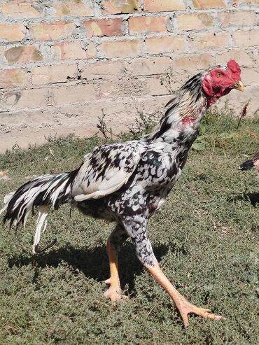 где можно купить собаку хаски: Дакан короз атлас чиста кровный сатылат баасы 7000 сом 1жаш