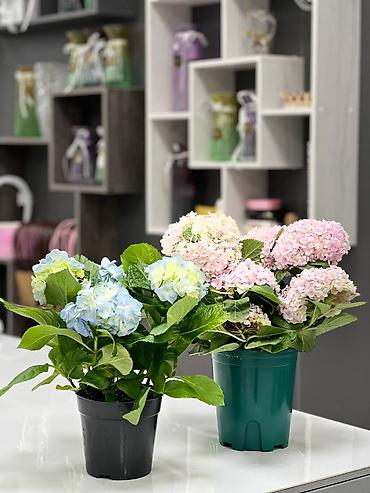 Другие комнатные растения: 🌿 Зелёное счастье для вашего дома 🌿 Комнатные растения и свежие цветы — 5