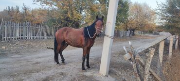 сколько стоит кролик домашний: Продаю | Жеребец | Рабочий