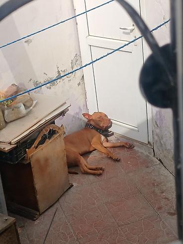it sortu: Pitbul, 1 il, Dişi — 2