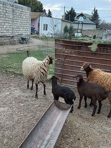K/t heyvanları və malları: Salam 2 dene Ana baladi. Qirmizi qoyun 1 ci qarnidi disi balaynan .Ag — 7