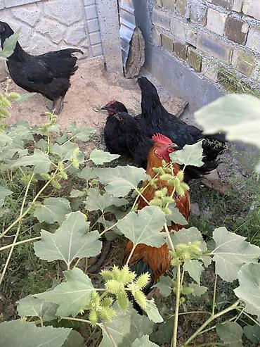 продам кента: Продаю | Куры | Для разведения — 3