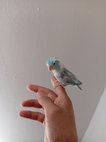 hamster kafesi: Ələ örgəşmiş erkək forpus papuqayı,qəti şəkildə dişləmir. Tam sağlam — 1